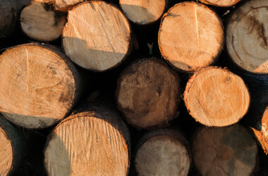 Piled cut tree trunks for timber trade on a field